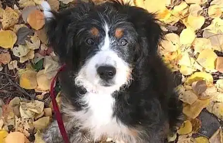 Molly sitting in yellow leaves during fall