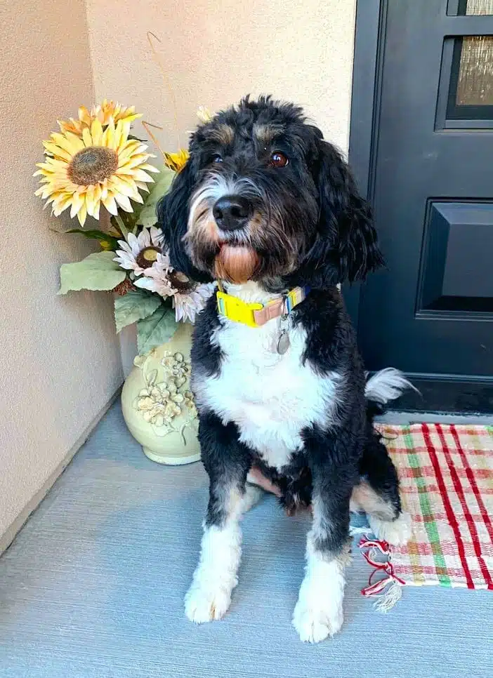 Olive sitting on porch