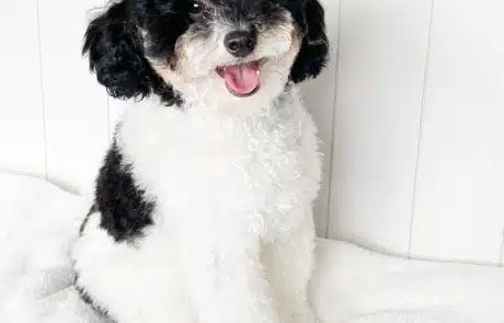 Ollie as a puppy sitting on bed