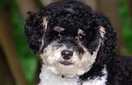 Close-up of Ollie's head