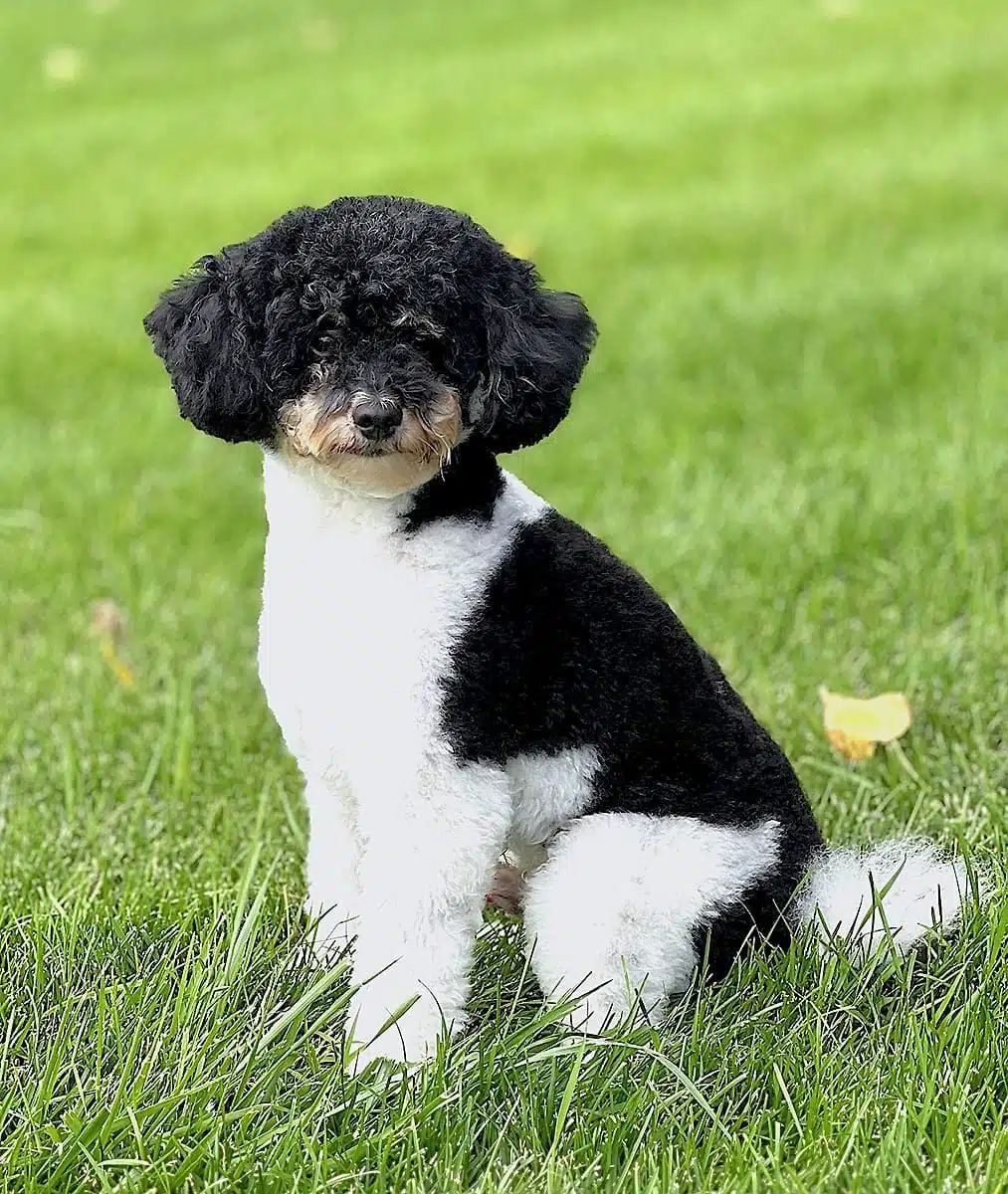 Ollie's recent photo sitting on the grass