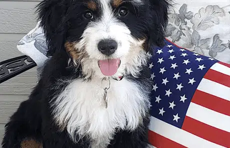 Palmer sitting on chair with USA Flag pillow