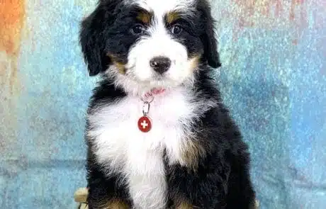 Palmer shown as 8 weeks old