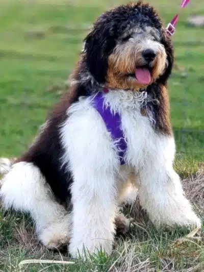 Bernedoodle shown with a Parti Tri-Color coat