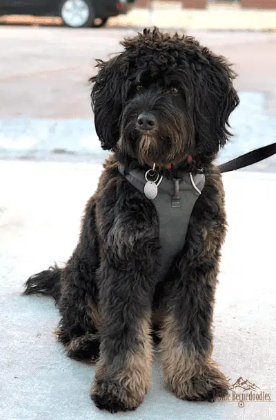 Bernedoodle shown with a Phantom Bi-Color coat