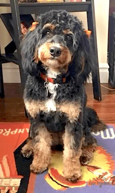 Bernedoodle shown with a Phantom Tri-Color