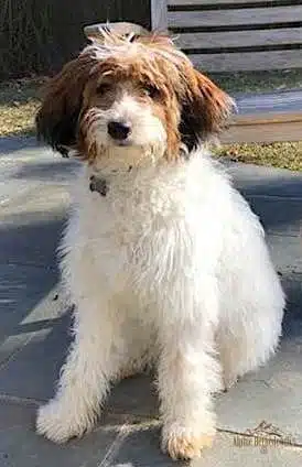 Bernedoodle shown with a Sable Parti coat