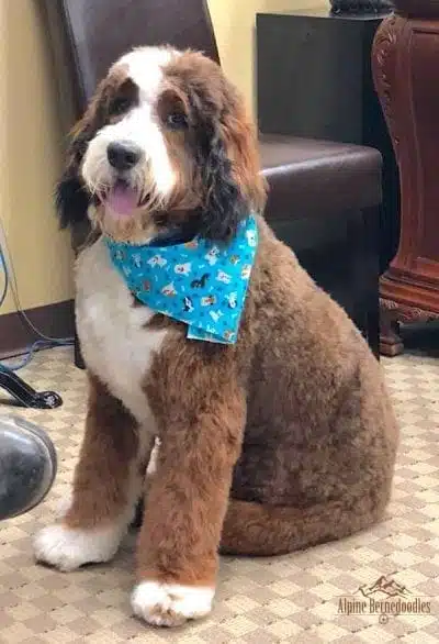 Bernedoodle shown with a Sable color coat