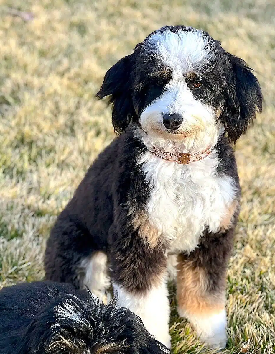 Sammie sitting in grass