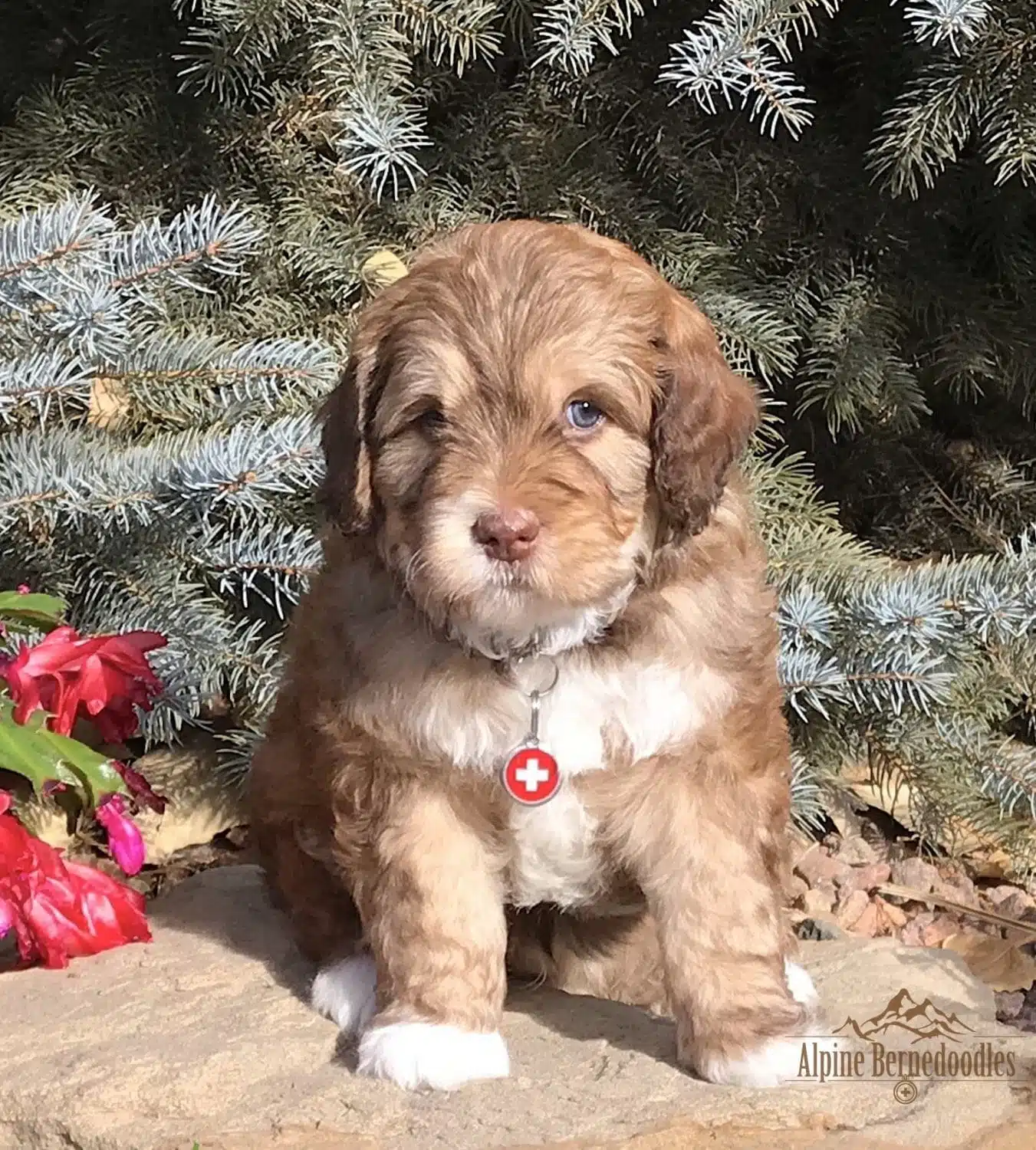 Mousse the Teddy Bear bernedoodle puppy