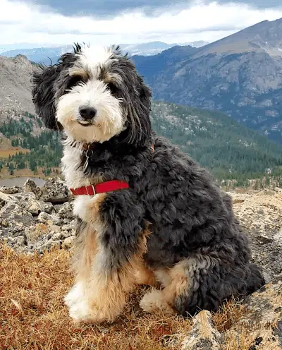 Bernedoodle shown with a Traditional Tri-Color coat