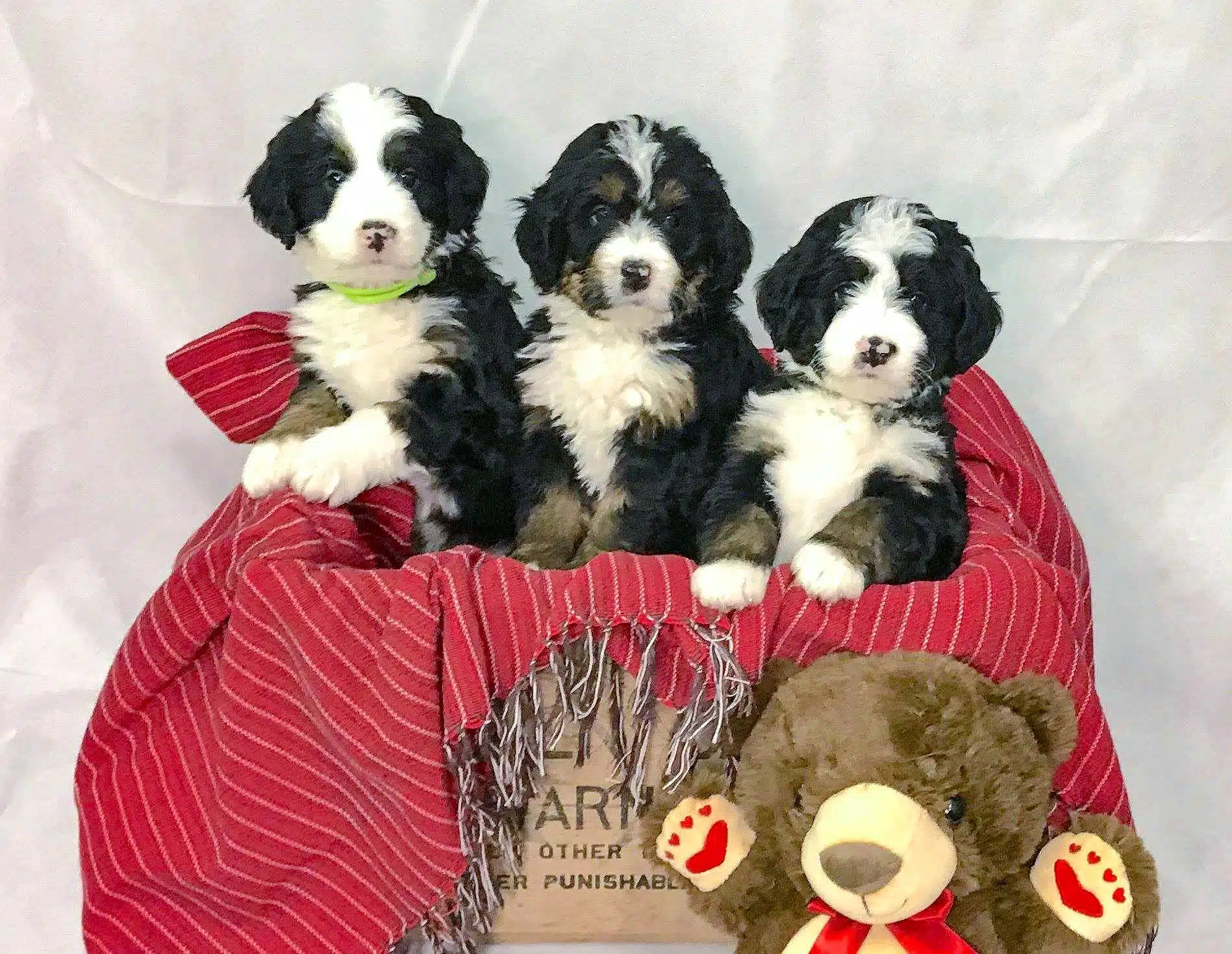 3 bernedoodle puppies in box with teddy bear