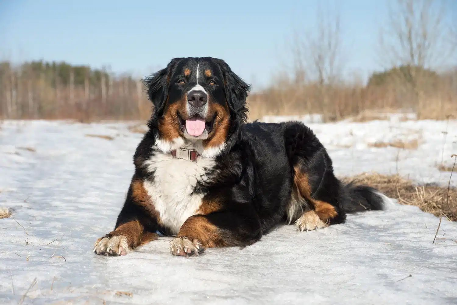 Bernese Mountain Dog laying in snow grinning