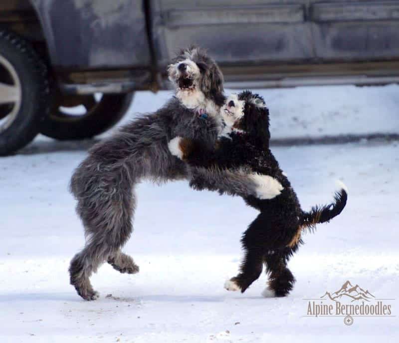 Two bernedoodles playing in the snow