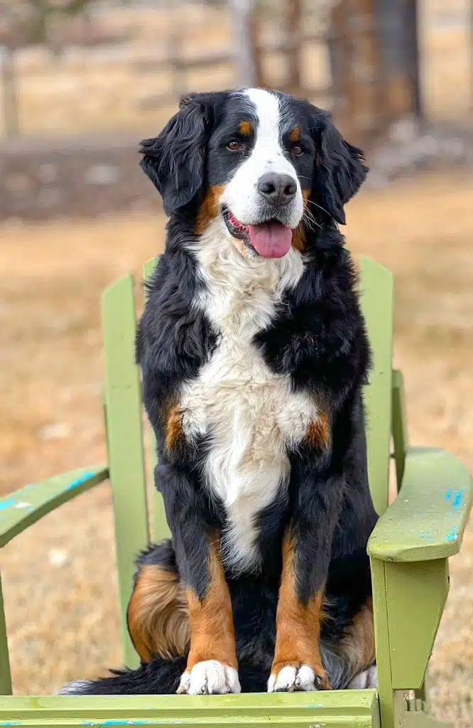 Greta sitting on chair outside