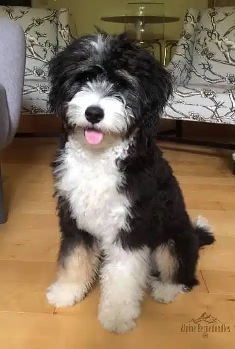 Scout the F1 bernedoodle sitting