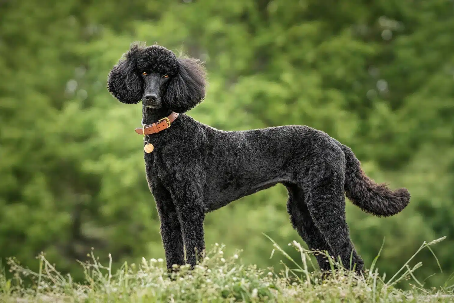 Black Standard Poodle standing