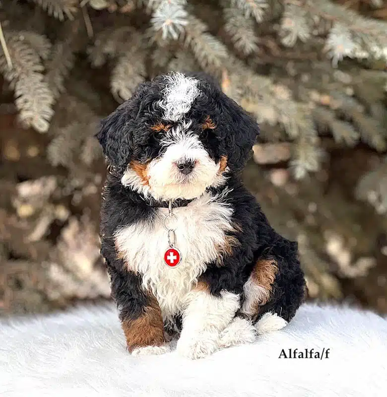 Alfalfa - 8 week old bernedoodle puppy