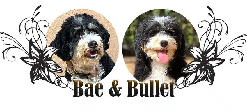 Bae and Bullet paired breeding