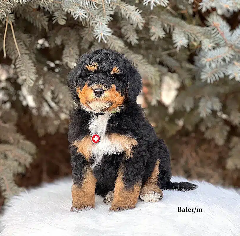 Baler - 8 week old bernedoodle puppy