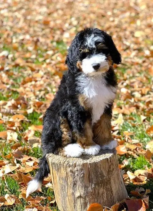 Bella sitting on stump surrounded by fall leaves