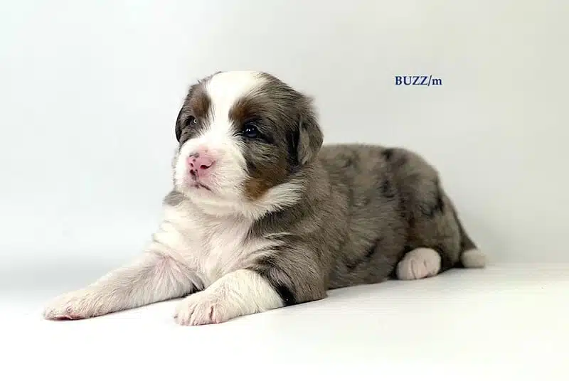 Buzz - 3 week old bernedoodle puppy