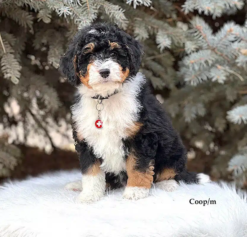 Coop - 8 week old bernedoodle puppy