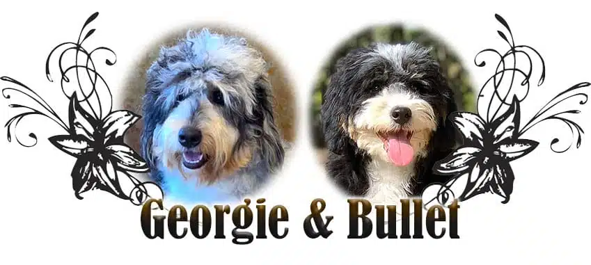 Georgie and Bullet paired breeding