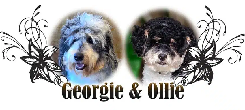 Georgie and Ollie paired breeding