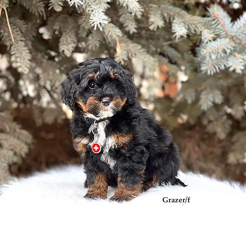 Grazer - 8 week old bernedoodle puppy