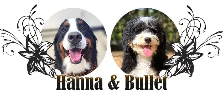 Hanna & Bullet paired breeding