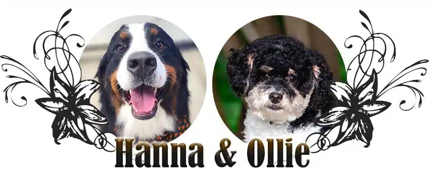 Hanna and Ollie paired breeding