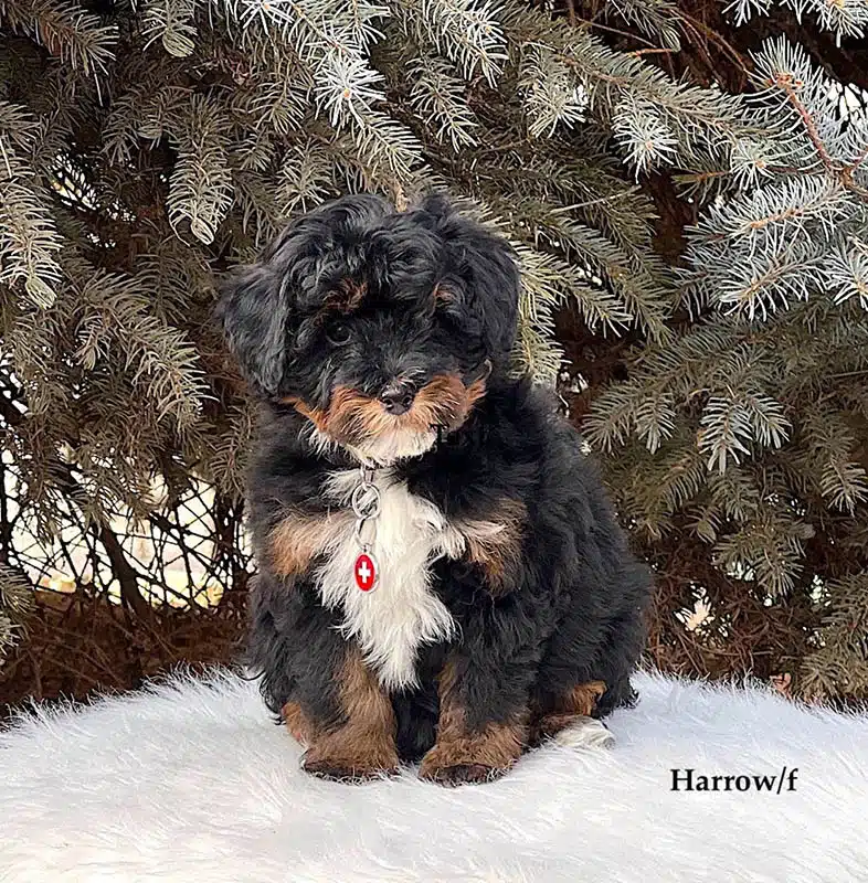 Harrow - 8 week old bernedoodle puppy