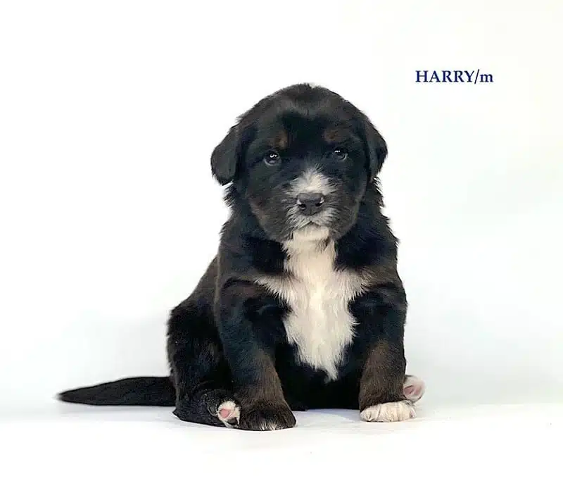 Harry - 3 week old bernedoodle puppy