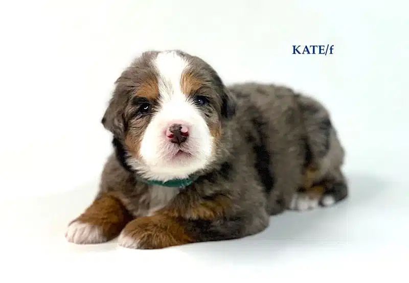 Kate - 3 week old bernedoodle puppy