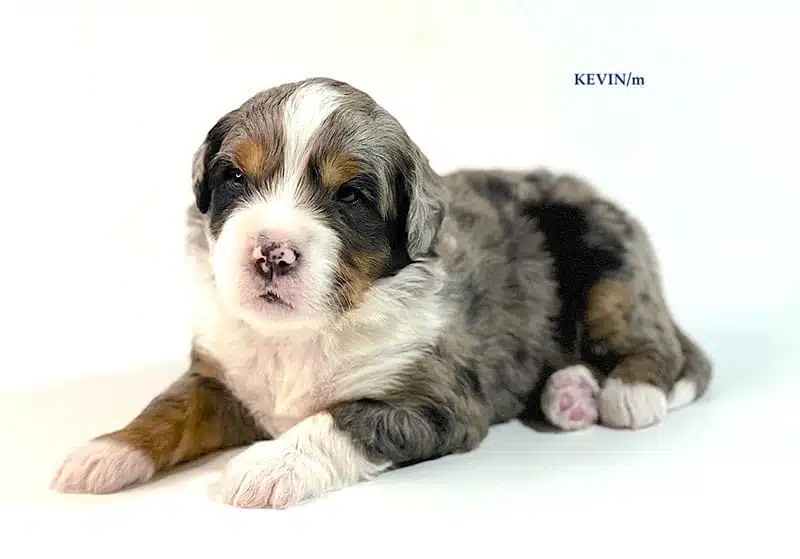 Kevin - 3 week old bernedoodle puppy