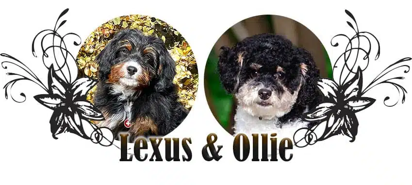 Lexus and Ollie paired breeding