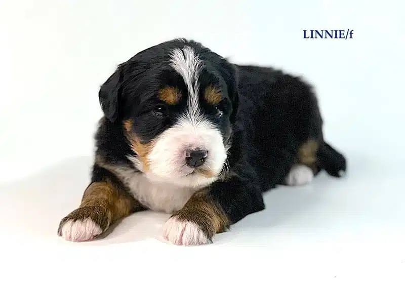 Linnie - 3 week old bernedoodle puppy