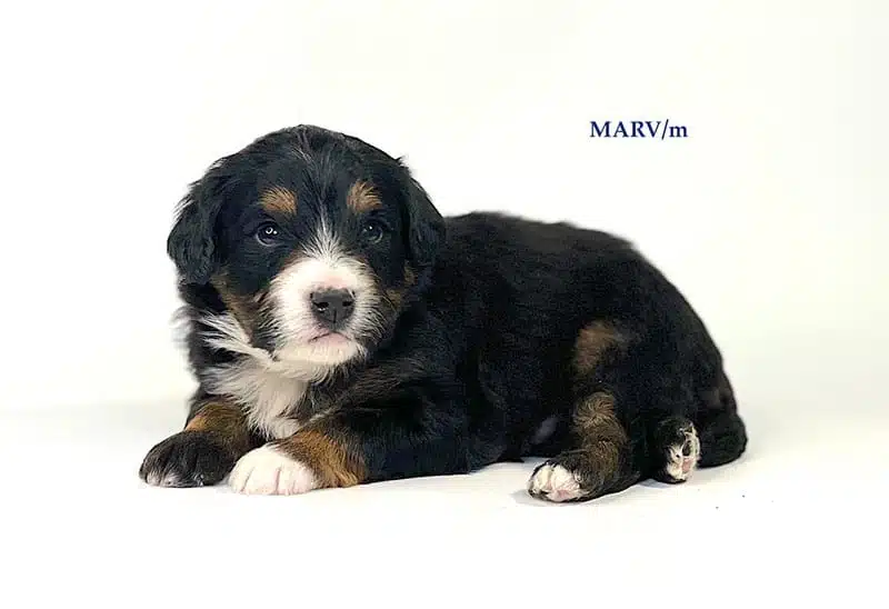 Marv - 3 week old bernedoodle puppy