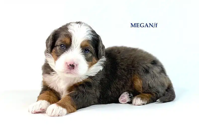 Megan - 3 week old bernedoodle puppy