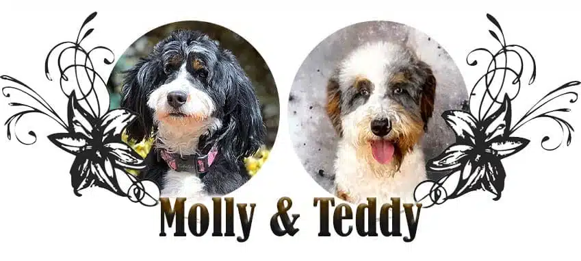 Molly and Teddy Paired Breeding