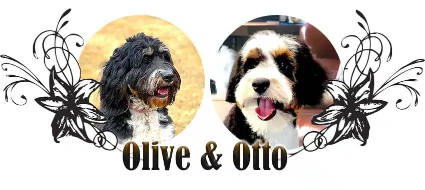 Olive & Otto Paired Breeding