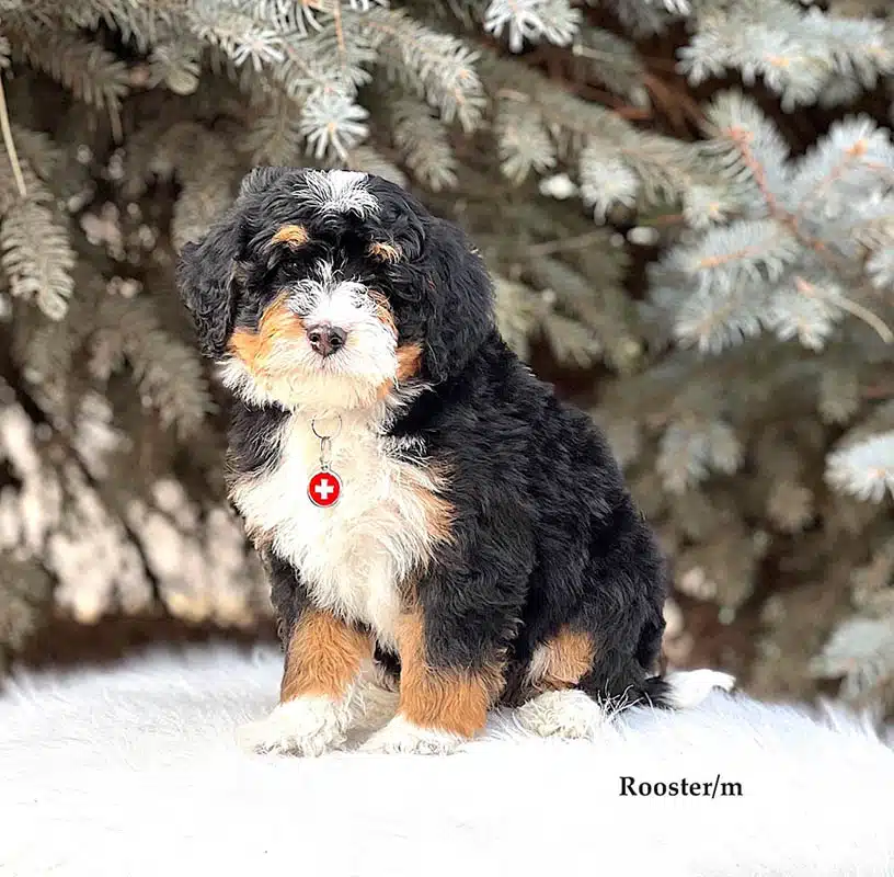 Rooster - 8 week old bernedoodle puppy