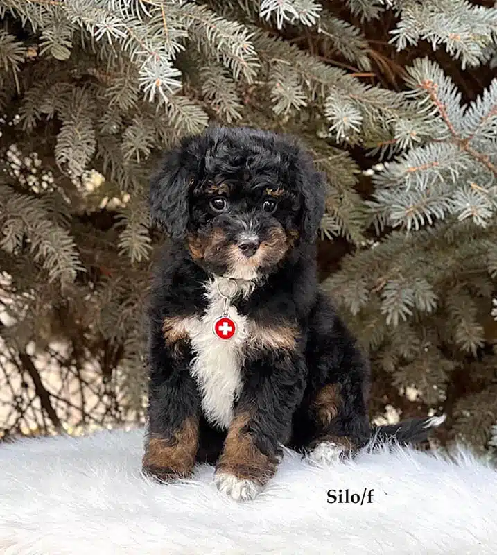 Silo - 8 week old bernedoodle puppy