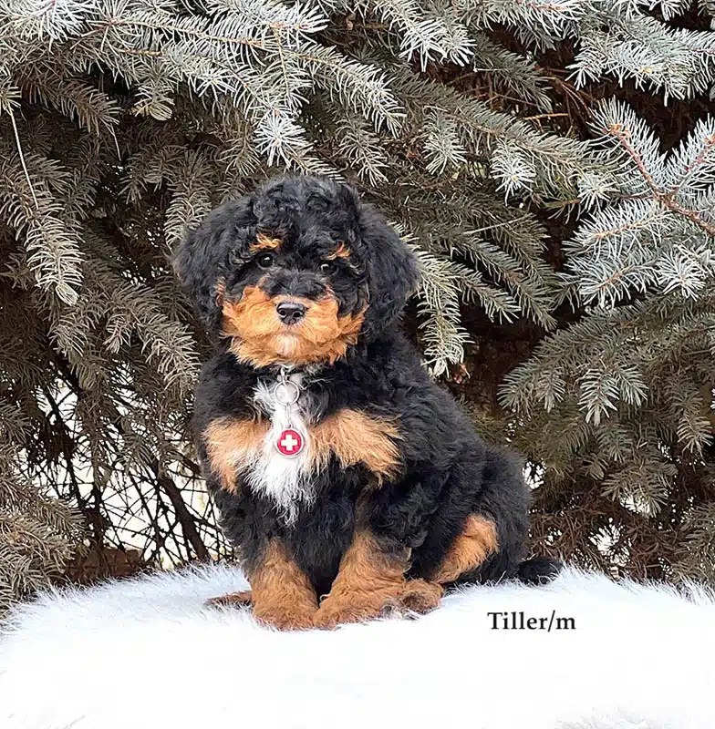 Tiller - 8 week old bernedoodle puppy