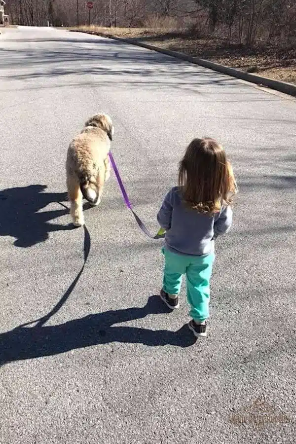 Bernedoodle on a walk with a little girl