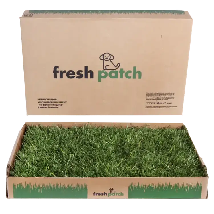 Fresh Patch grass easy dog potty