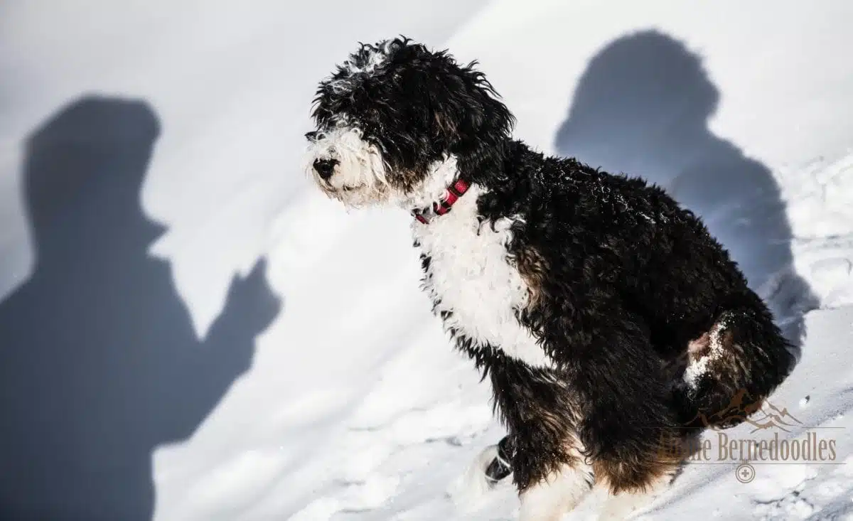 Murray the bernedoodle puppy receiving training