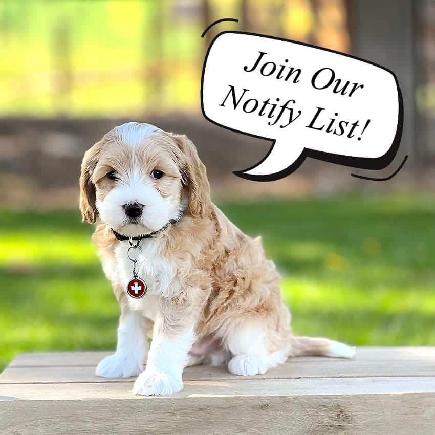 Bernedoodle puppy with a speech bubble that says "Join Our Notify List!"