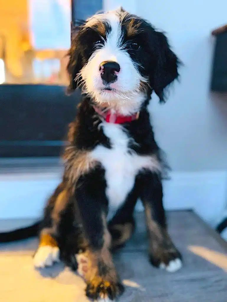 Annie the Ultra Bernedoodle sitting on porch